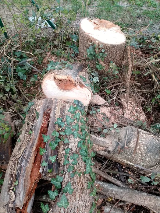 Travaux d'abattage avec tronc coupé