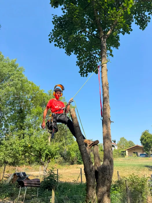 Tom en intervention d'élagage sur un arbre